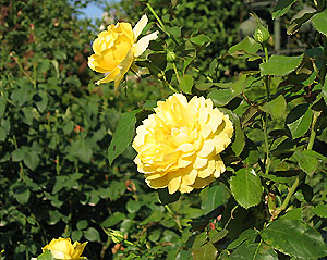 ノートルダムの黄色のバラ