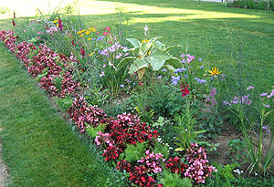 ノートルダムの花壇