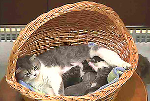 スコティッシュホールドと仔猫