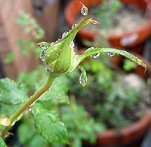 フレンチレースの蕾