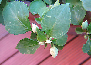 八重のインパチェンス