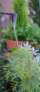 レースラベンダー