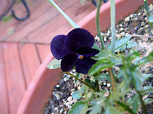 漆黒のヴィオラ